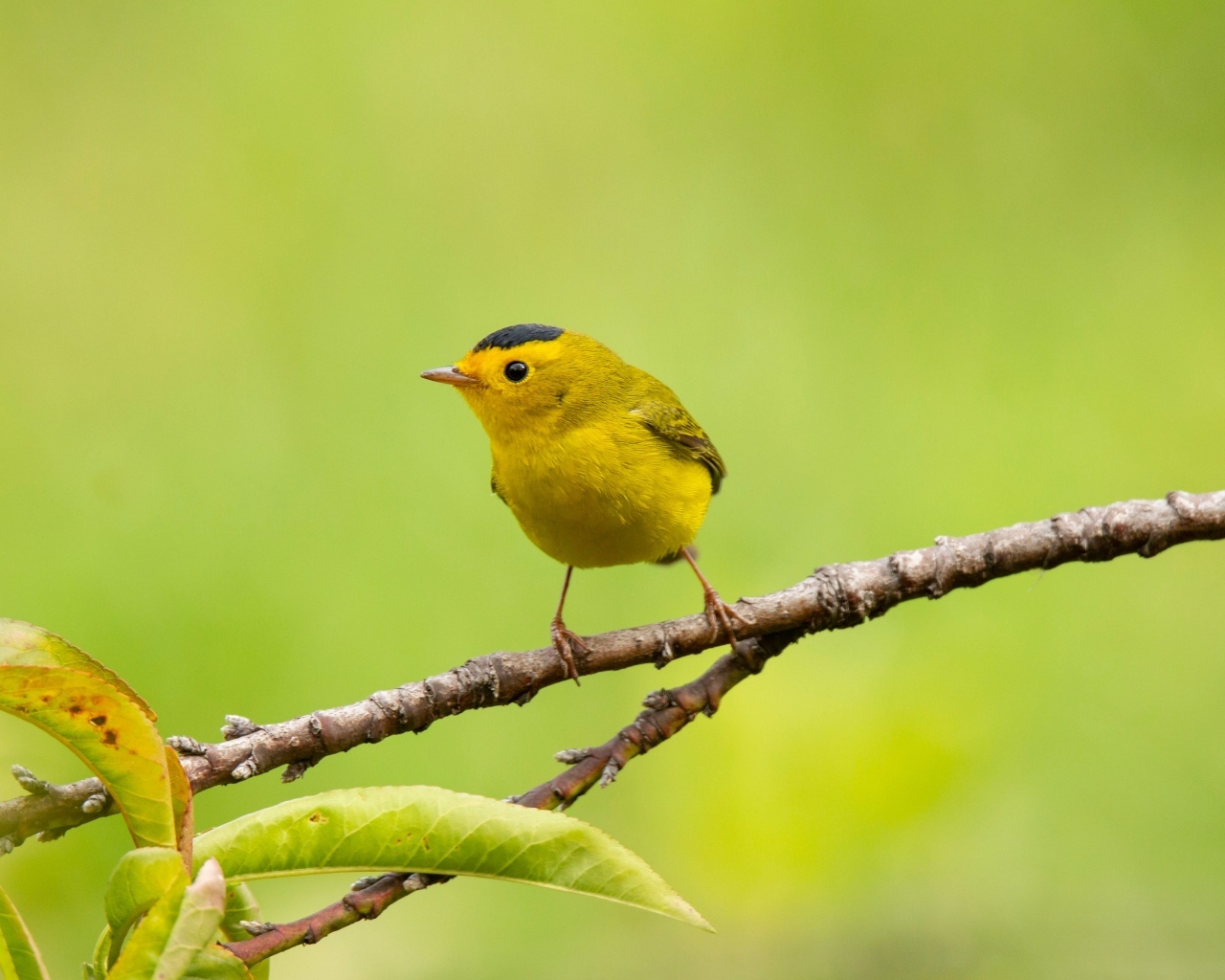Маленькая желтая птичка сидит на ветке