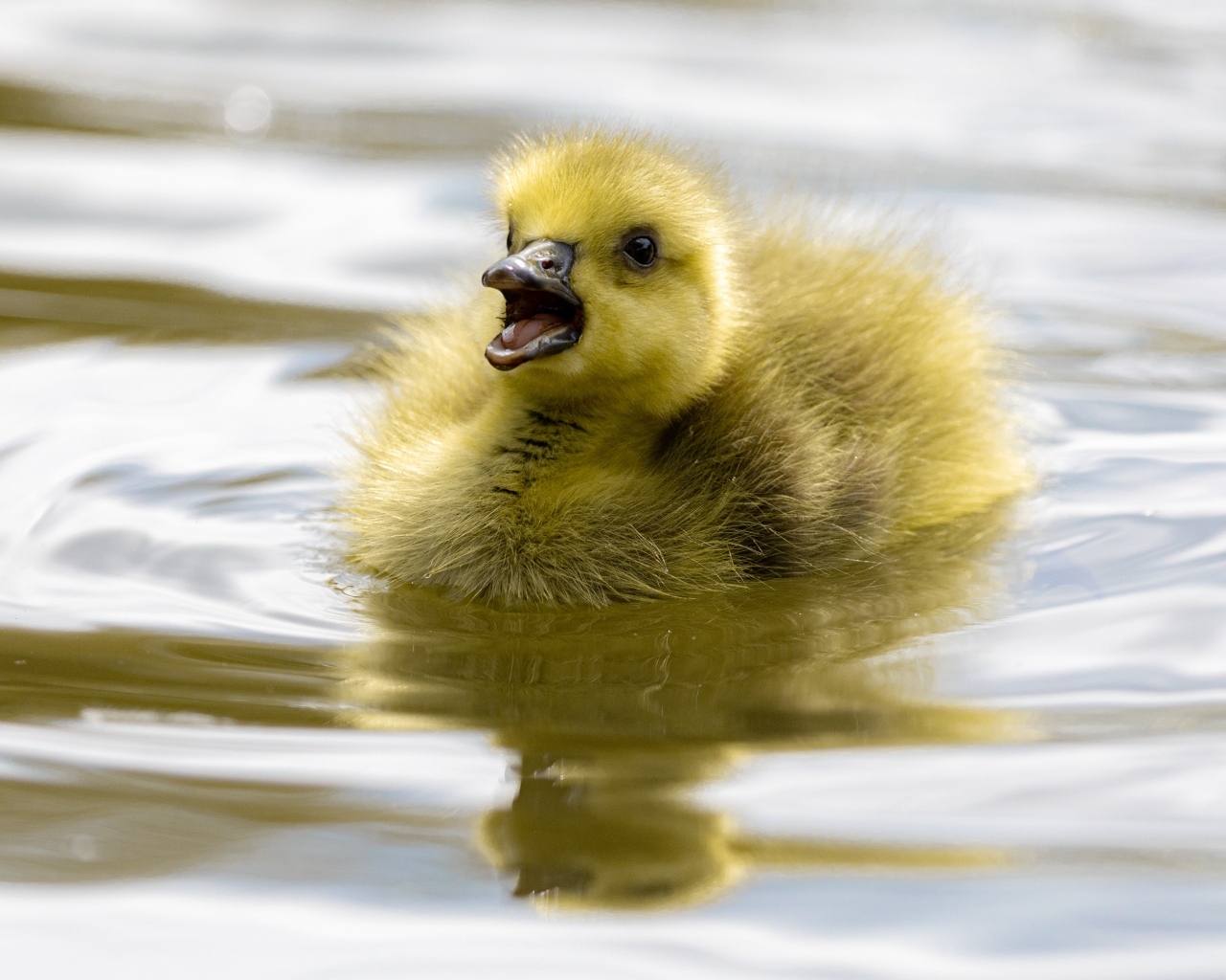 Маленький желтый утенок плавает в воде