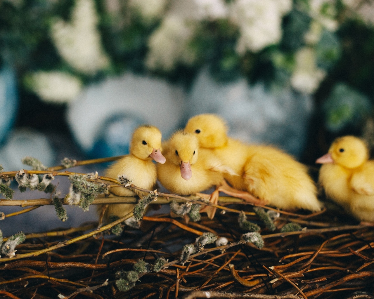 Маленькие желтые утята в гнезде