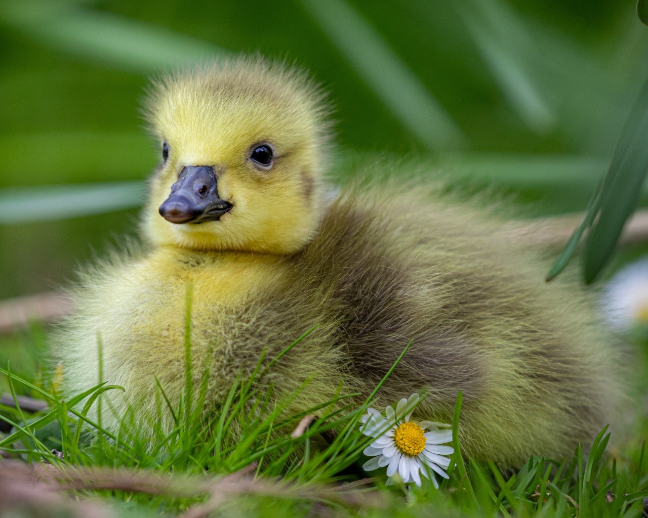 Маленький желтый гусенок на зеленой траве