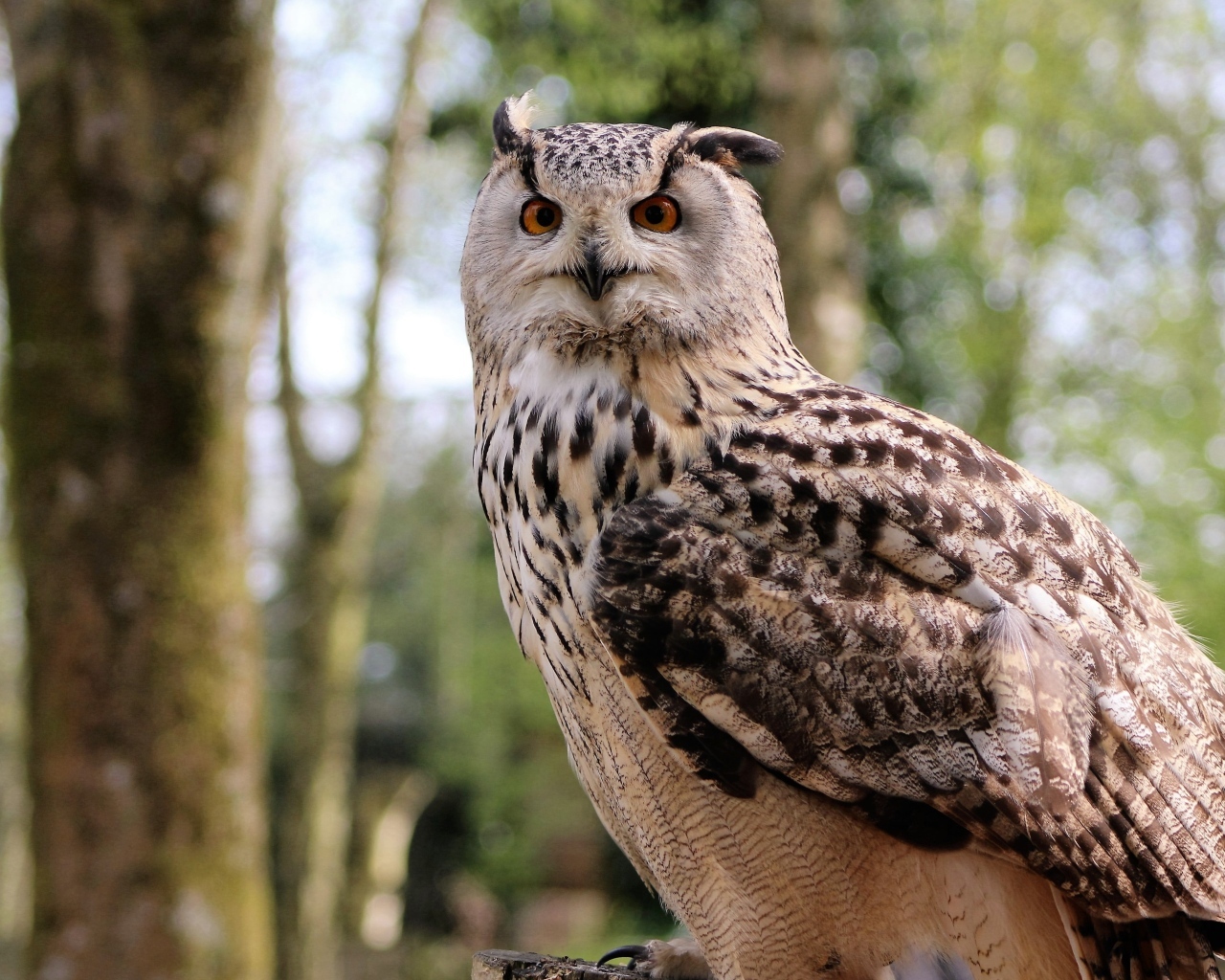 Ушастая сова в лесу