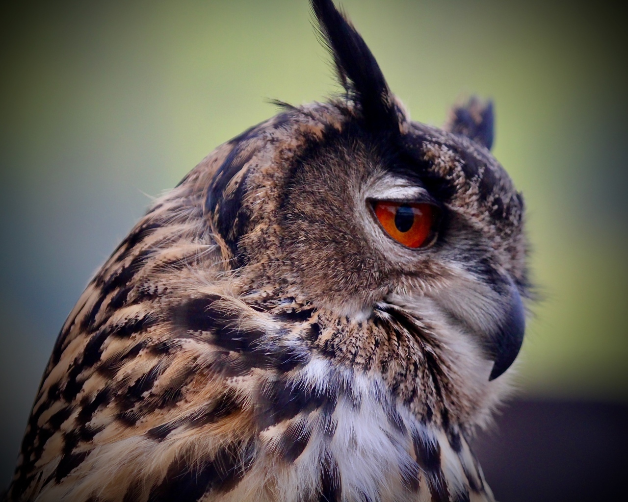 Ушастая сова с красными глазами