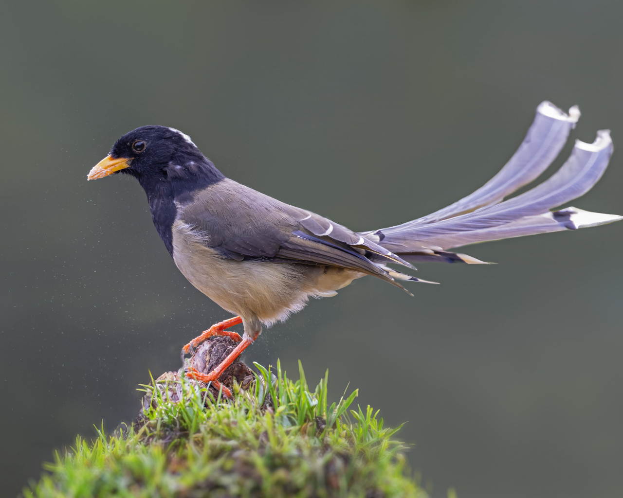 Сорока крупным планом