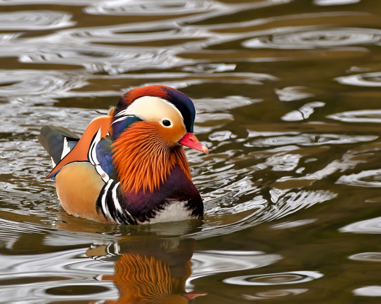 Уточка мандаринка плавает в воде
