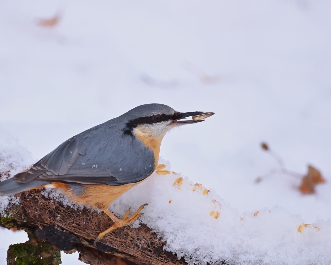 Птица поползень на снегу