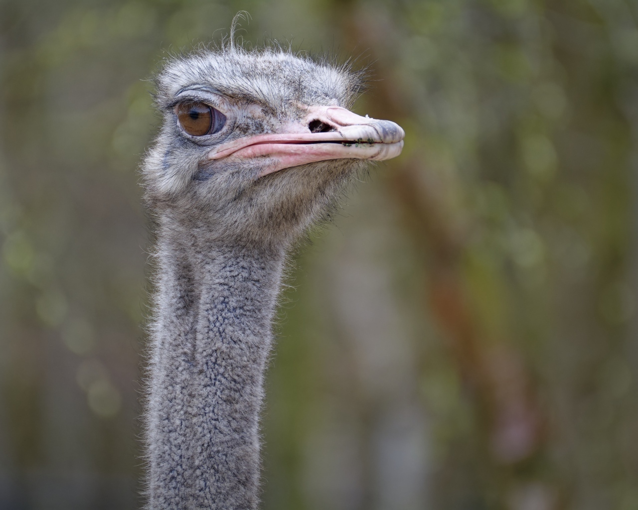 Голова страуса с розовым клювом