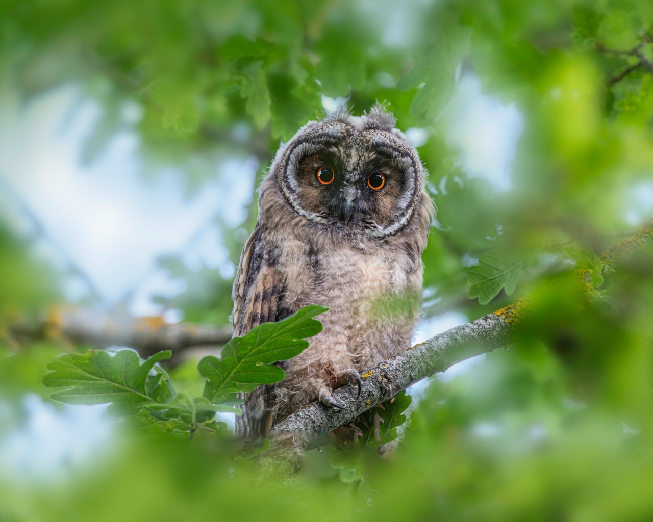 Сова сидит в ветках дуба