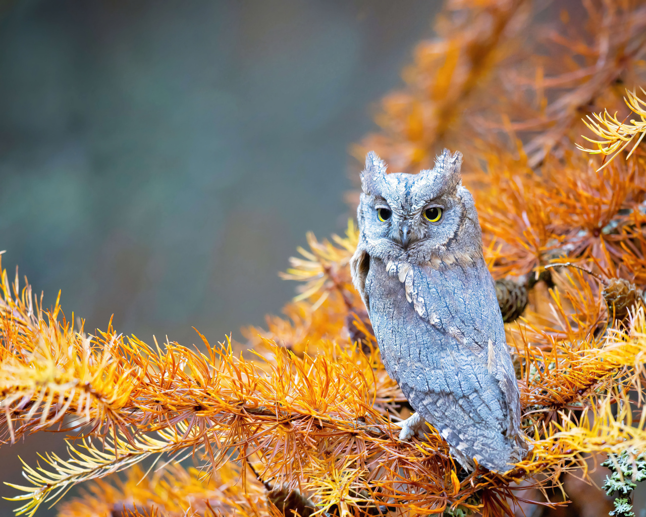 Сова сидит на ветке ели