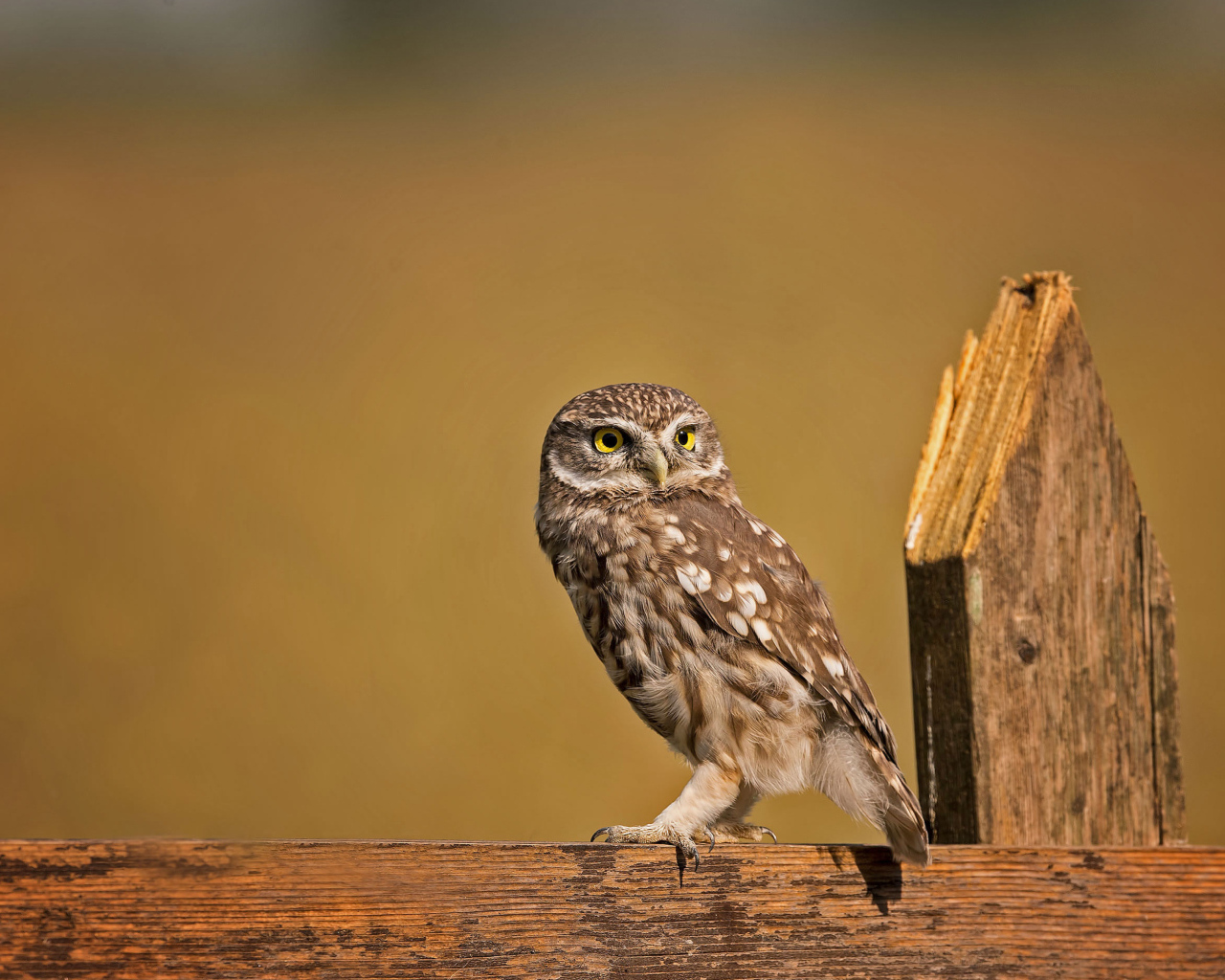 Сова сидит на деревянном заборе