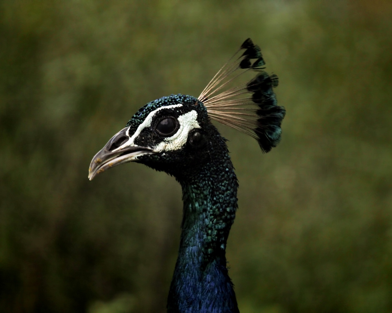 Голова павлина с длинной шеей крупным планом