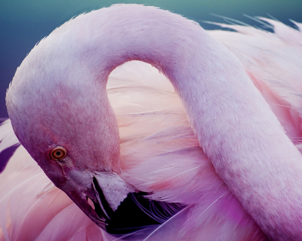 Розовый фламинго прячет клюв в перьях