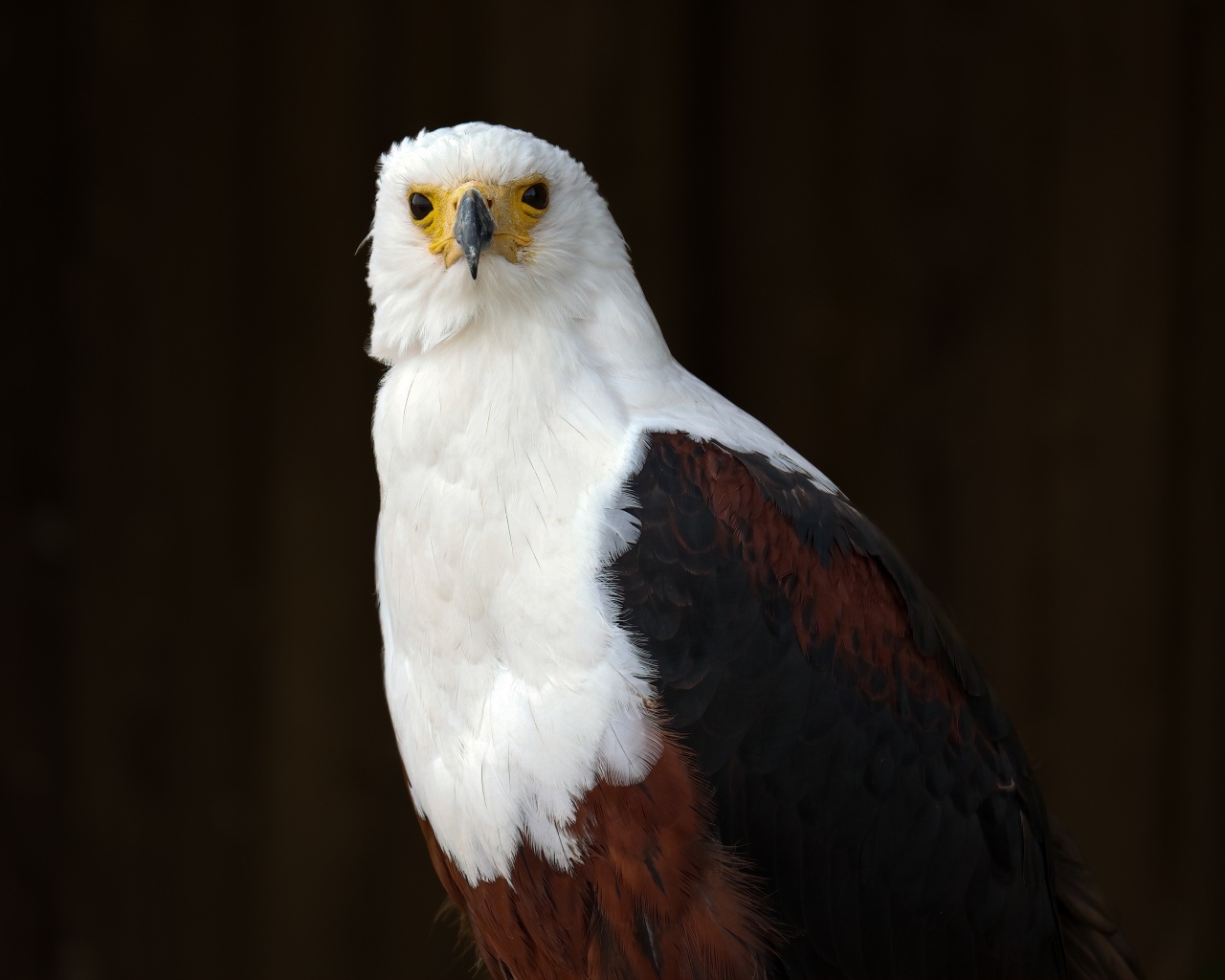 Хищный белоголовый орлан крупным планом