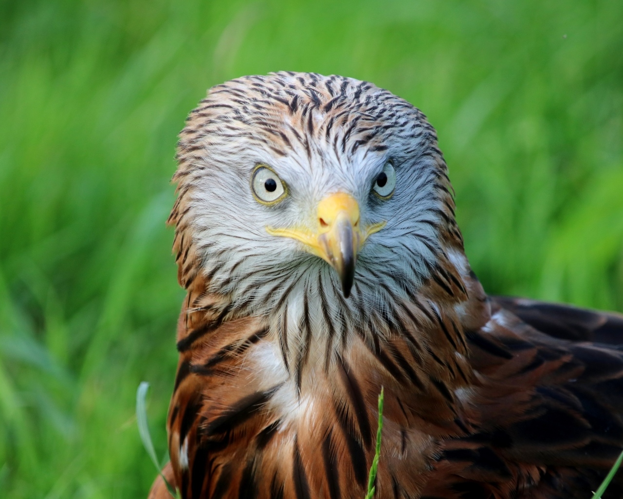 Красный коршун с острым клювом