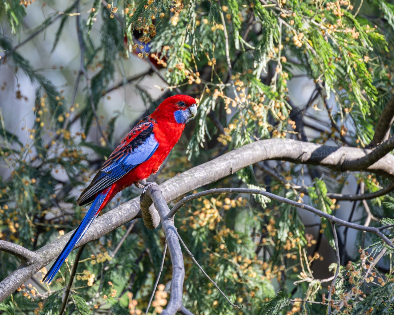 Попугай красная розелла сидит на ветке