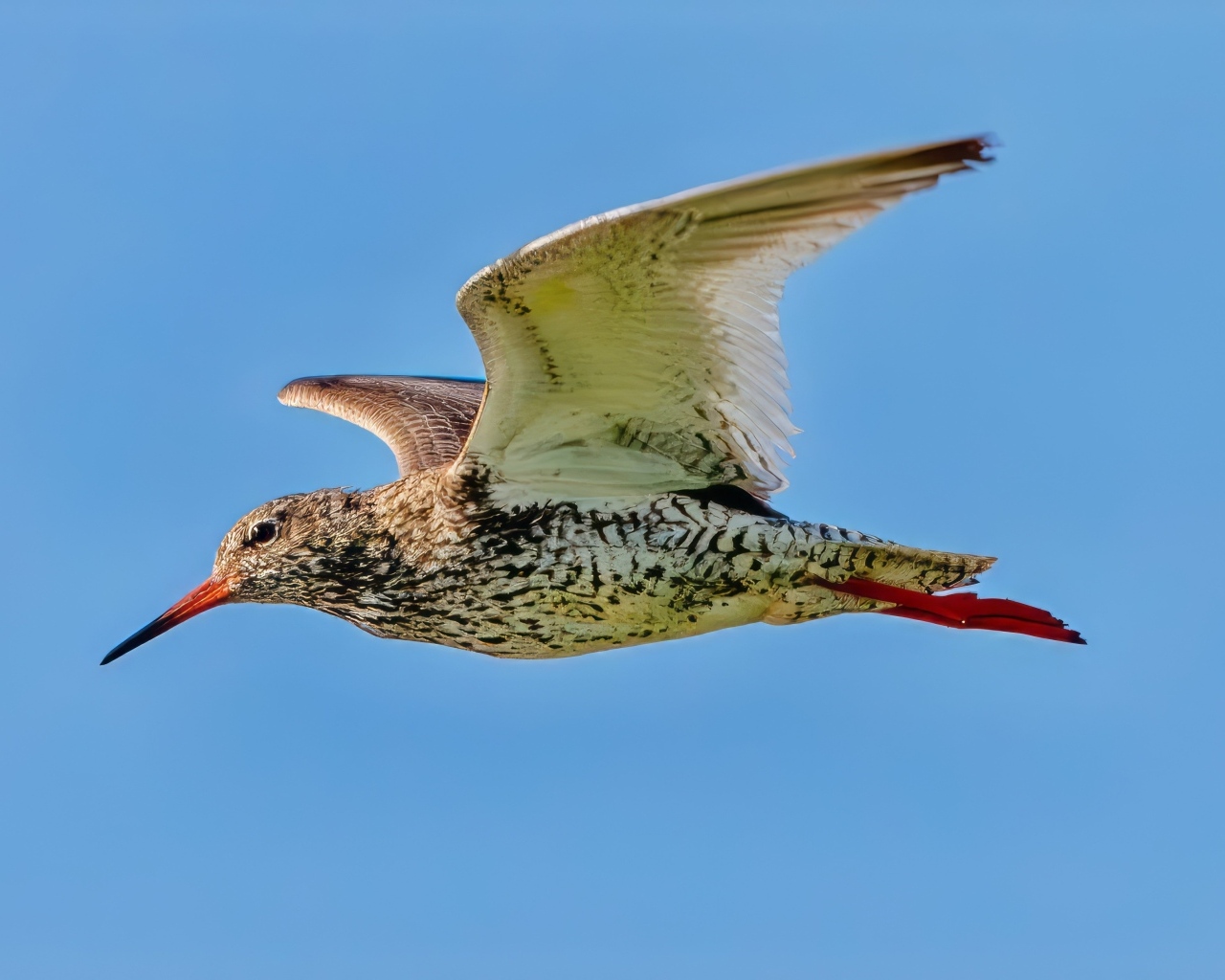 Птица красный стебель летит в небе