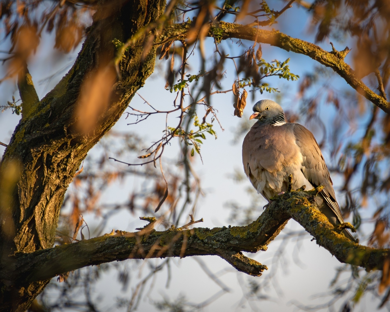 Кольчатый голубь сидит на ветке