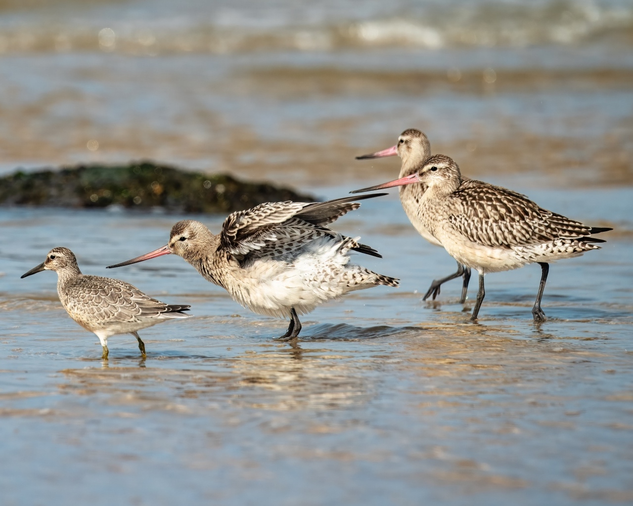 Семейство птиц кулик в воде