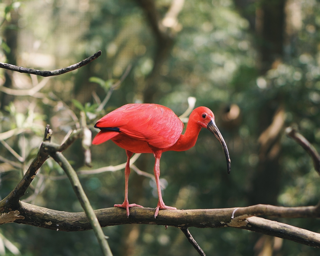 Алый ибис сидит на ветке