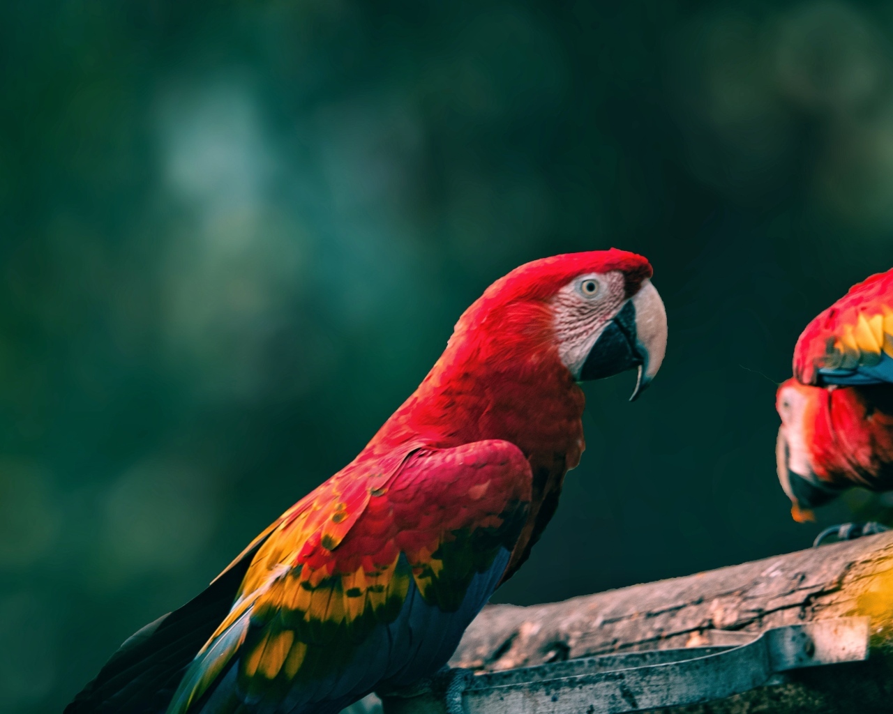 Попугаи алый ара на деревянной ветке