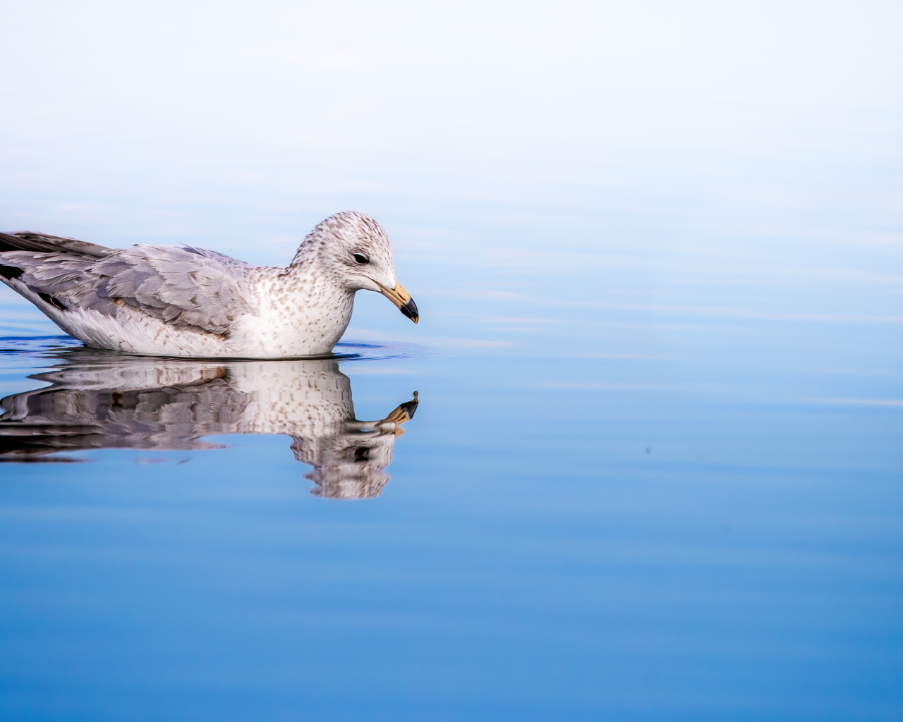 Чайка отражается в голубой морской воде