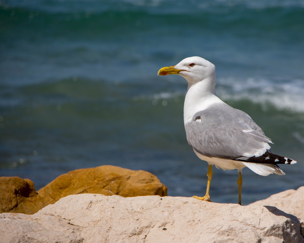Чайка стоит на камне у моря
