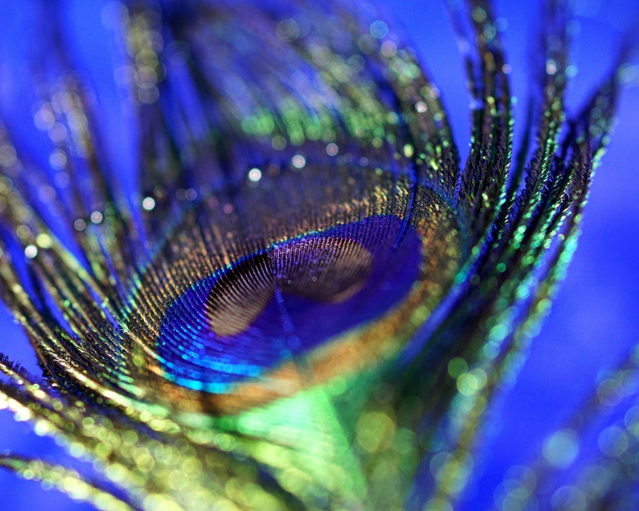 Блестящее перо павлина на синем фоне