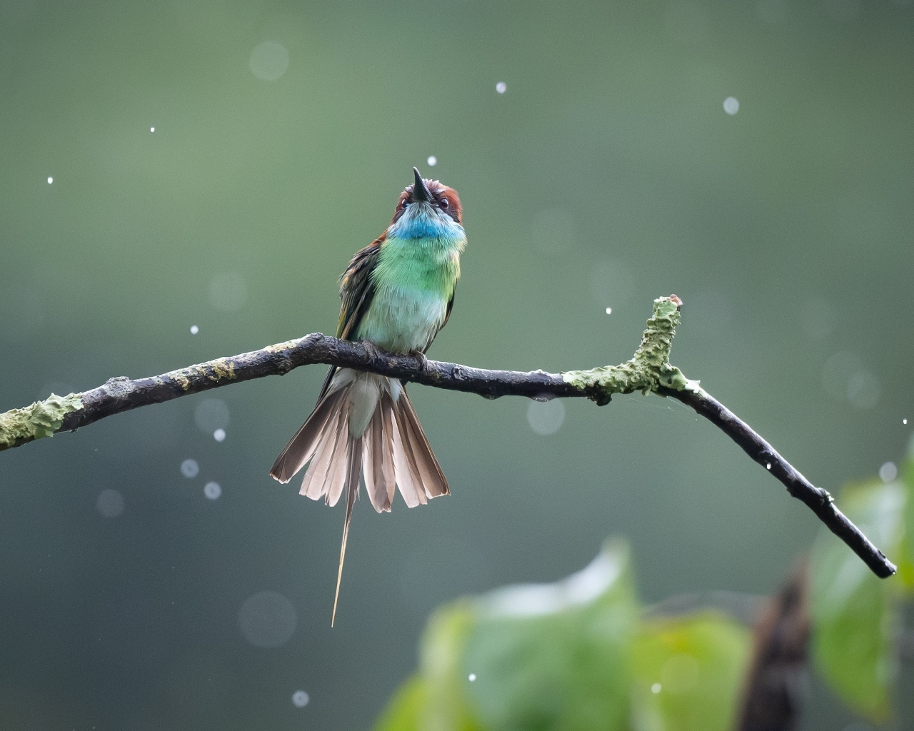 Маленькая птица золотистая щурка на ветке под дождем