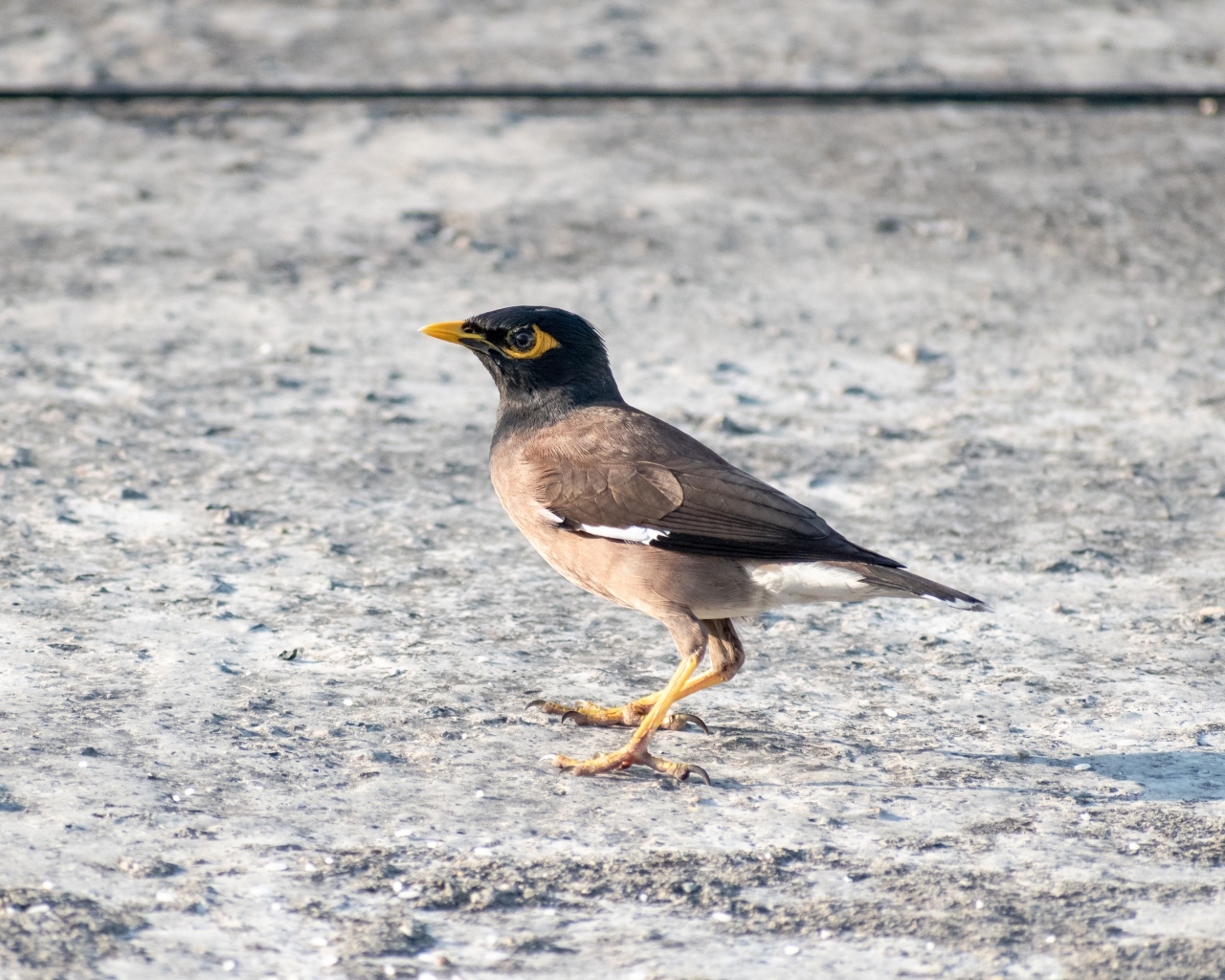 Маленькая обыкновенная майна 