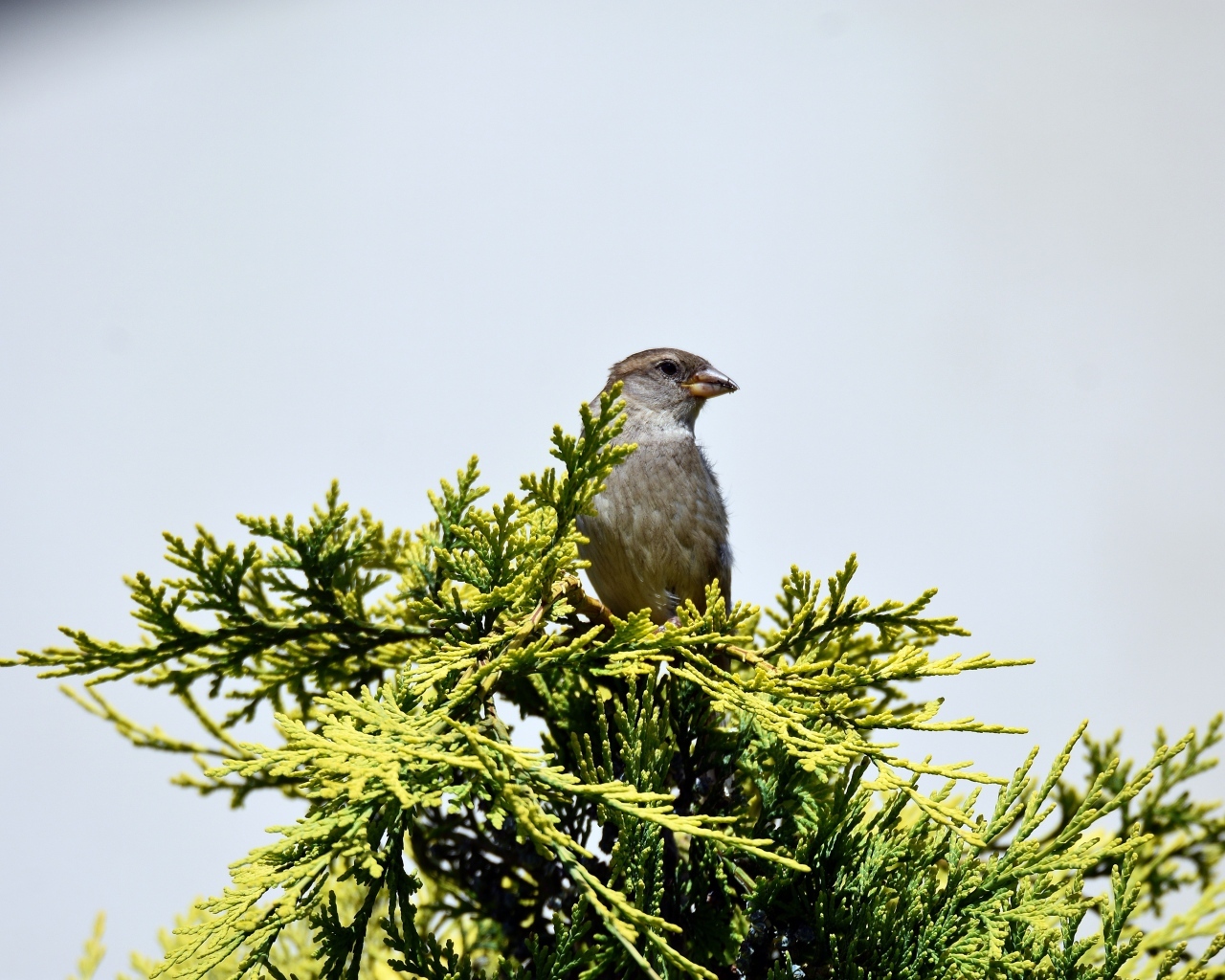 Воробей сидит на зеленой ветке на сером фоне