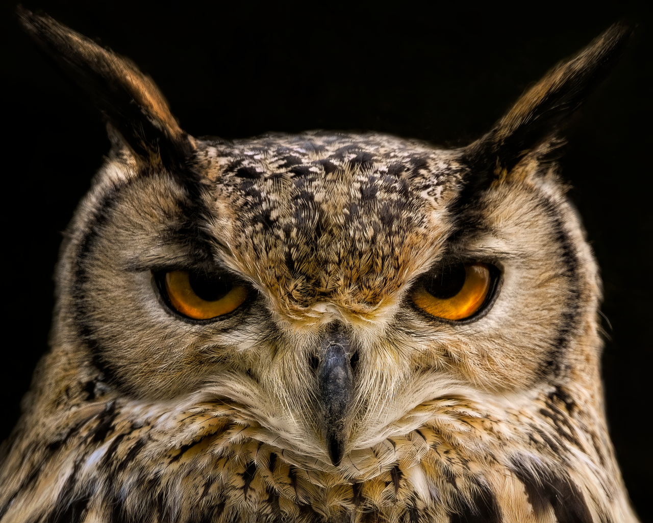 Суровая сова с коричневыми глазами