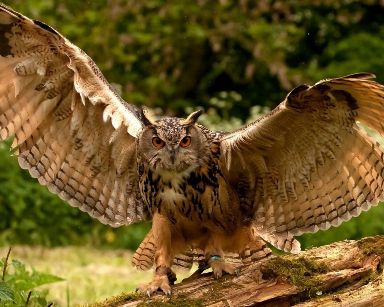 Большая сова расправила крылья