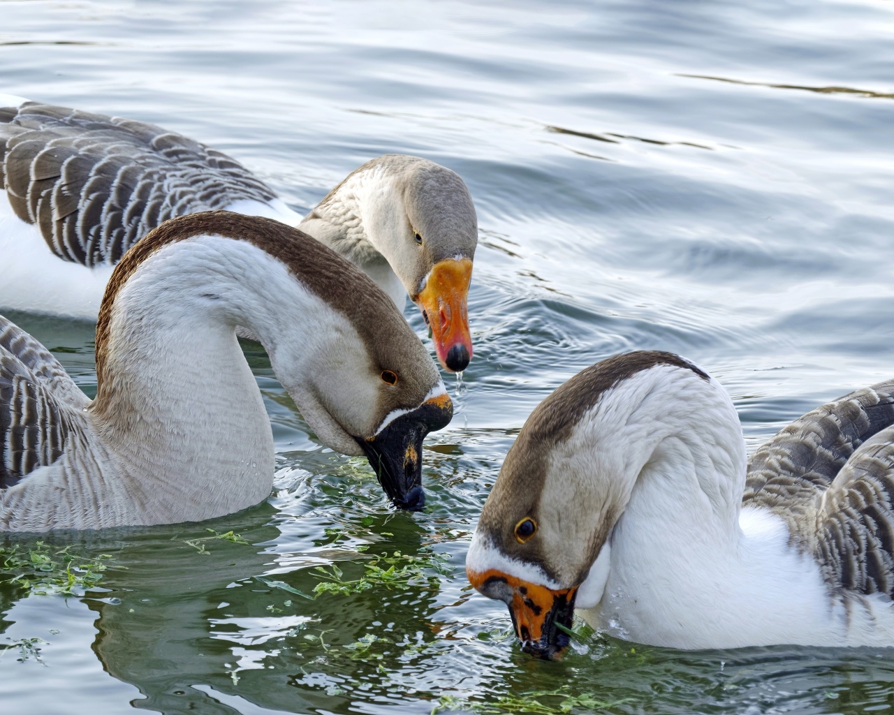 Три домашних гуся плавают в воде