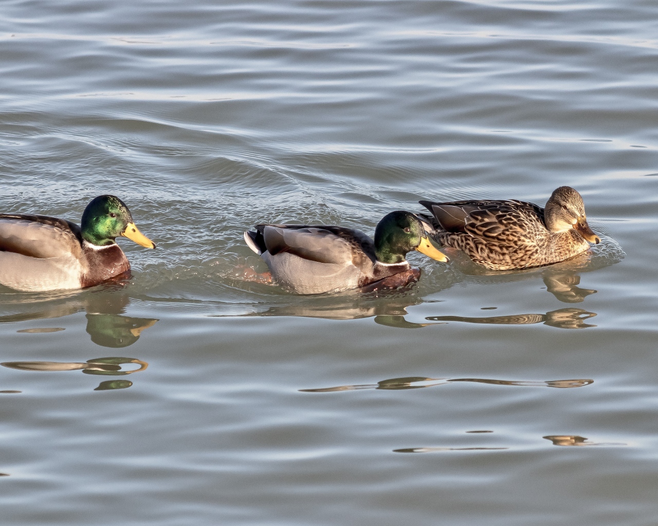 Три утки плавают в воде