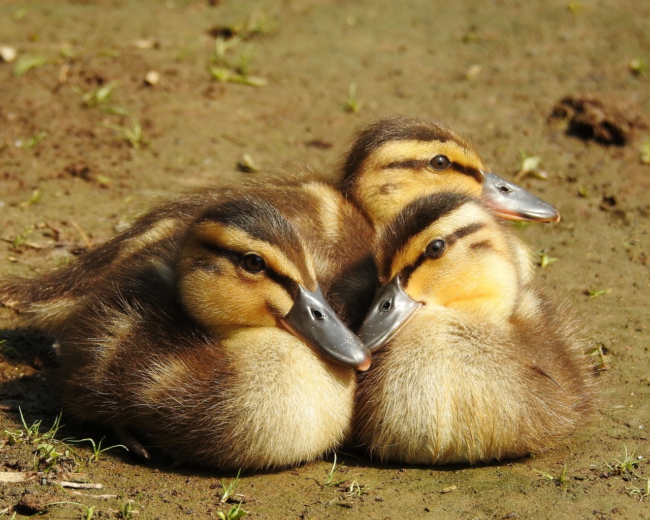 Три маленьких утенка сидят на земле