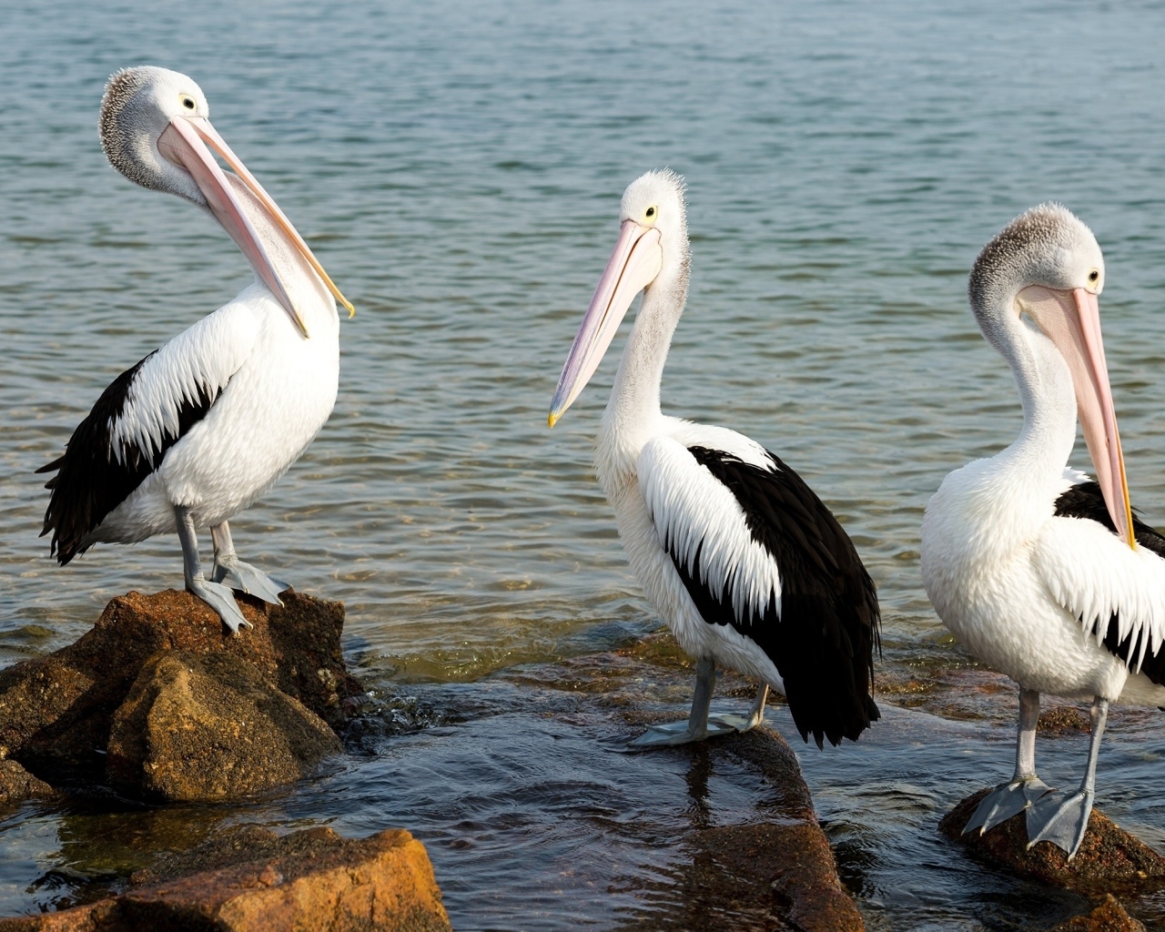 Три пеликана стоят на камнях у воды