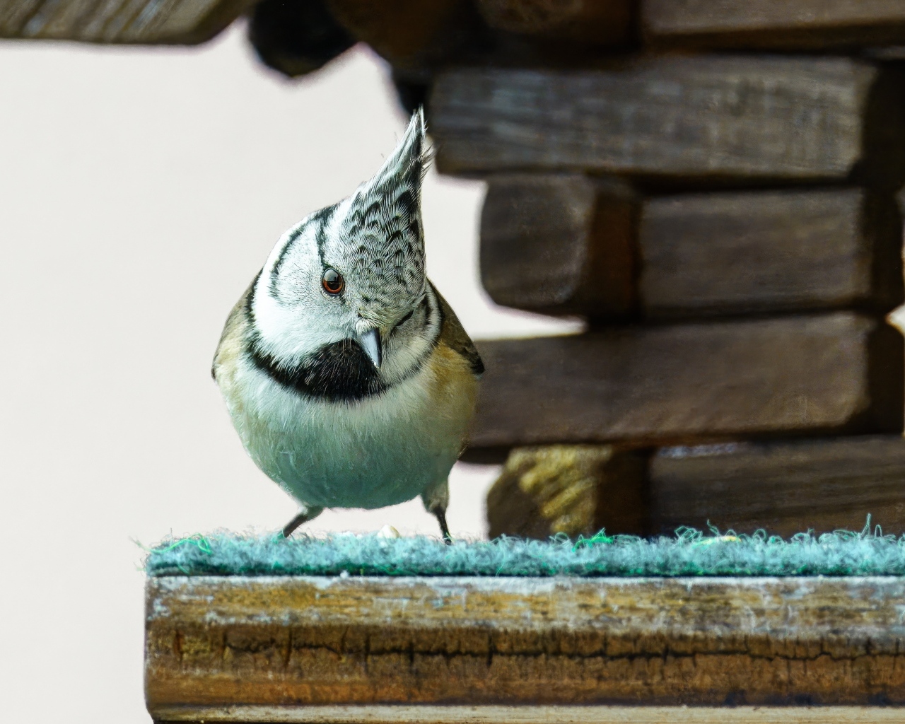 Хохлатая синица сидит у кормушки