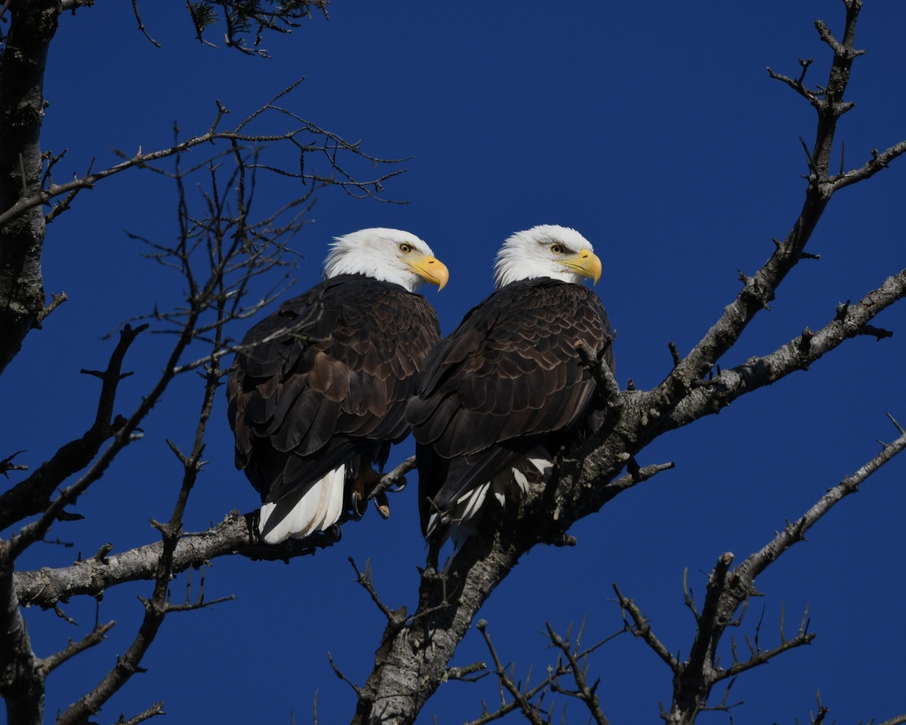 Два белоголовых орла сидят на ветке дерева