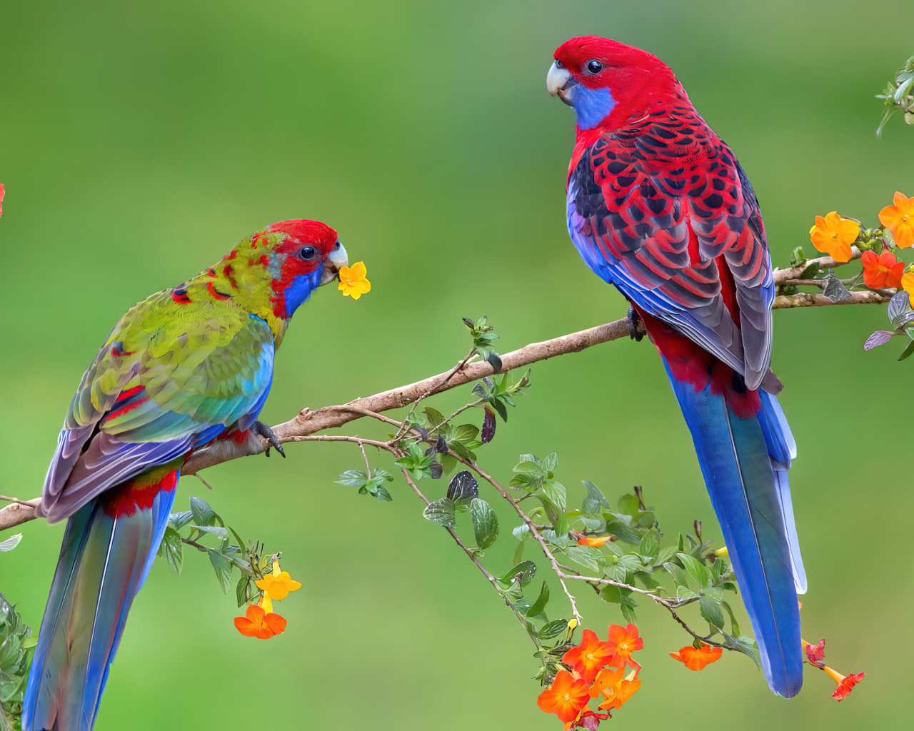 Два красивых яркий попугая на ветке с цветами
