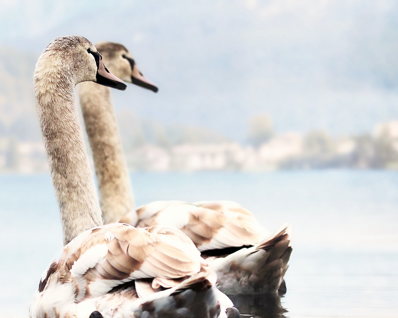 Два красивых лебедя плывут по воде