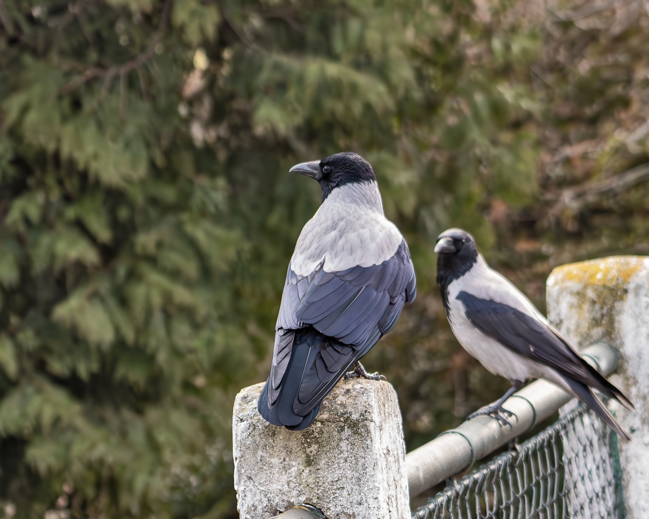 Две вороны сидят на заборе