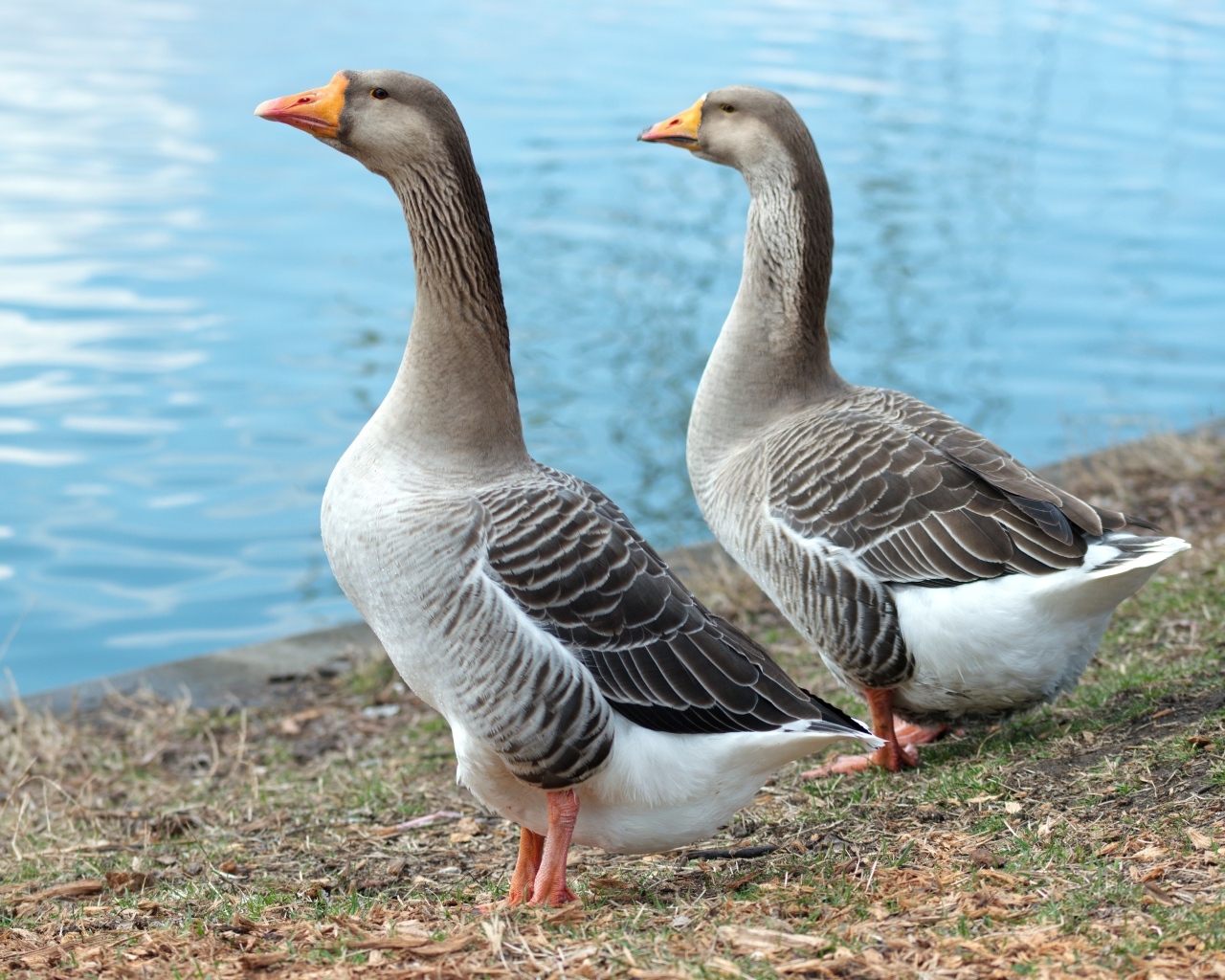Два больших серых гуся у воды