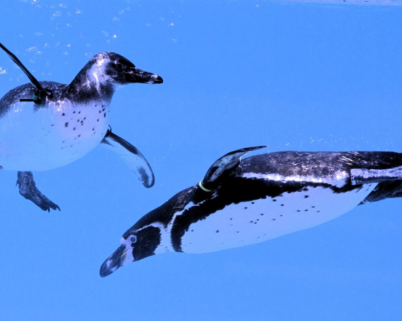 Два пингвина плавают в воде