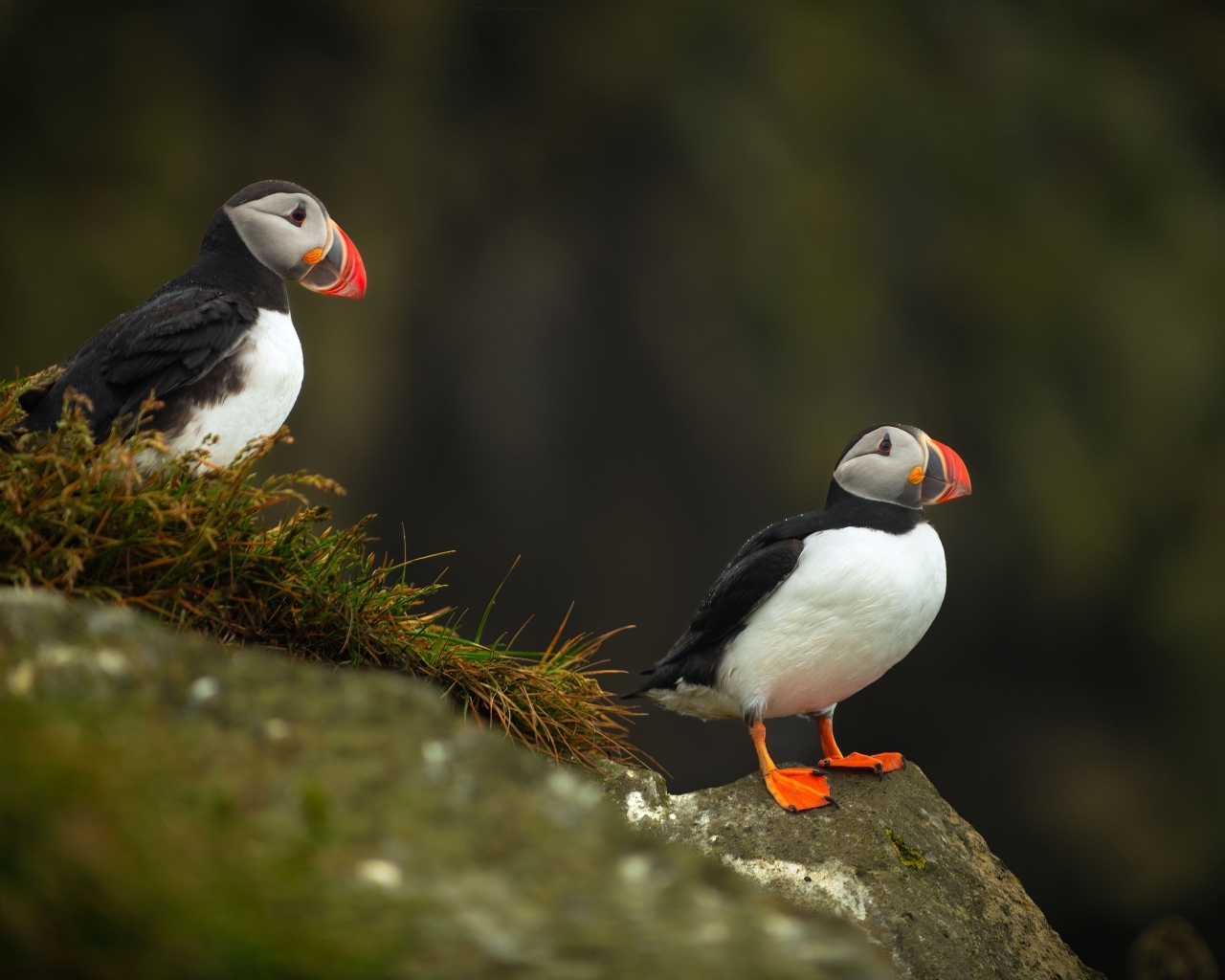 Две птицы тупики на камнях