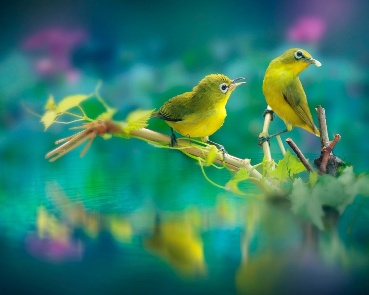 Две маленькие зеленые птички на ветке у воды