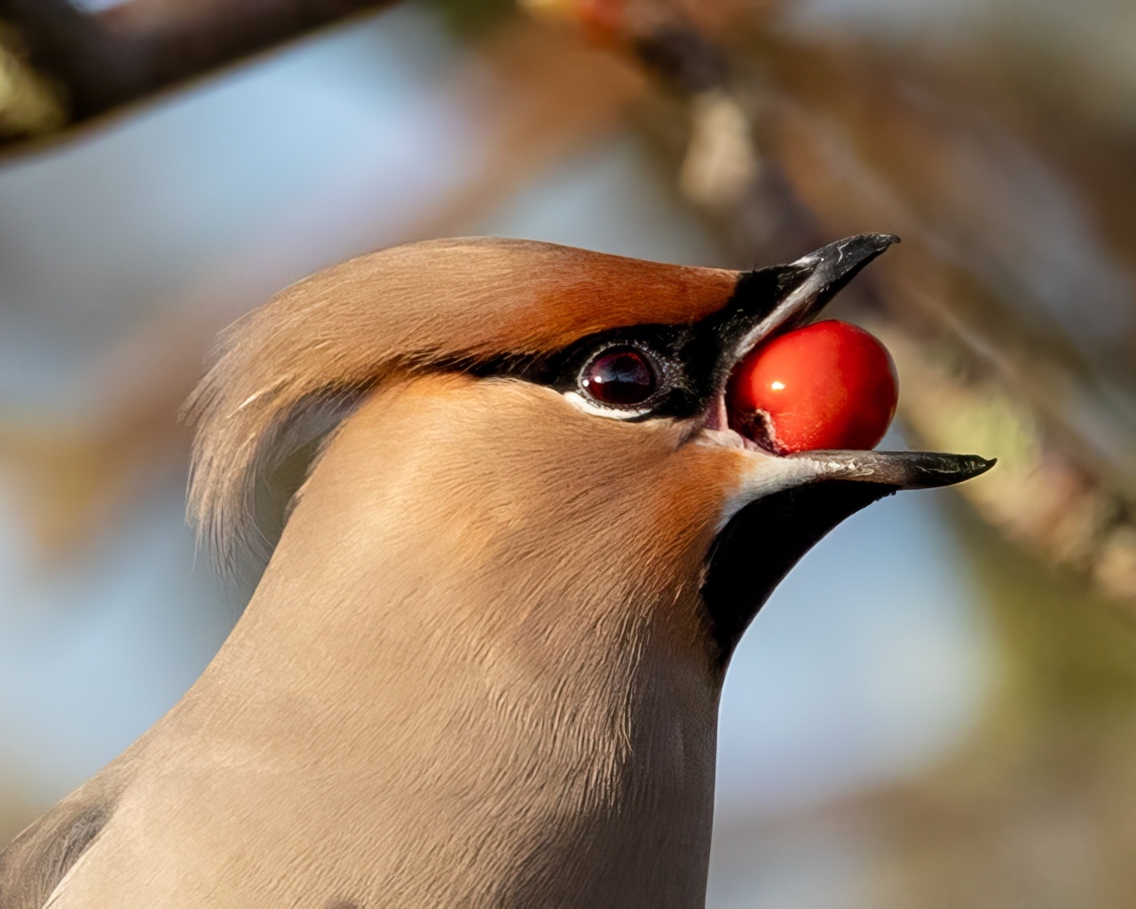 Птица свиристель с красной ягодой в клюве