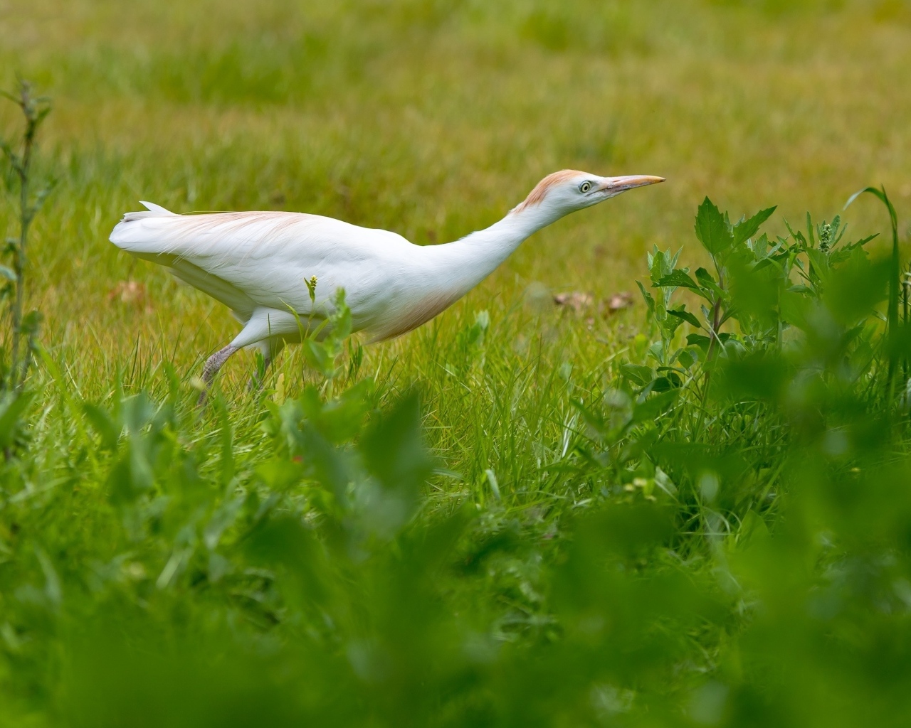 Белая цапля в зеленой траве