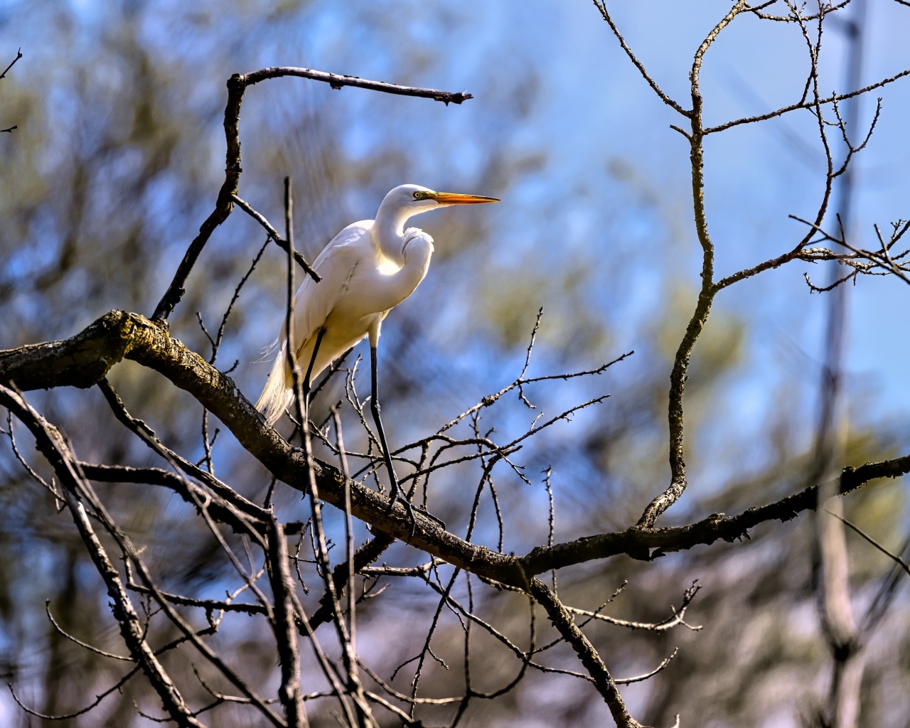 Белая цапля сидит на ветке дерева в лучах солнца