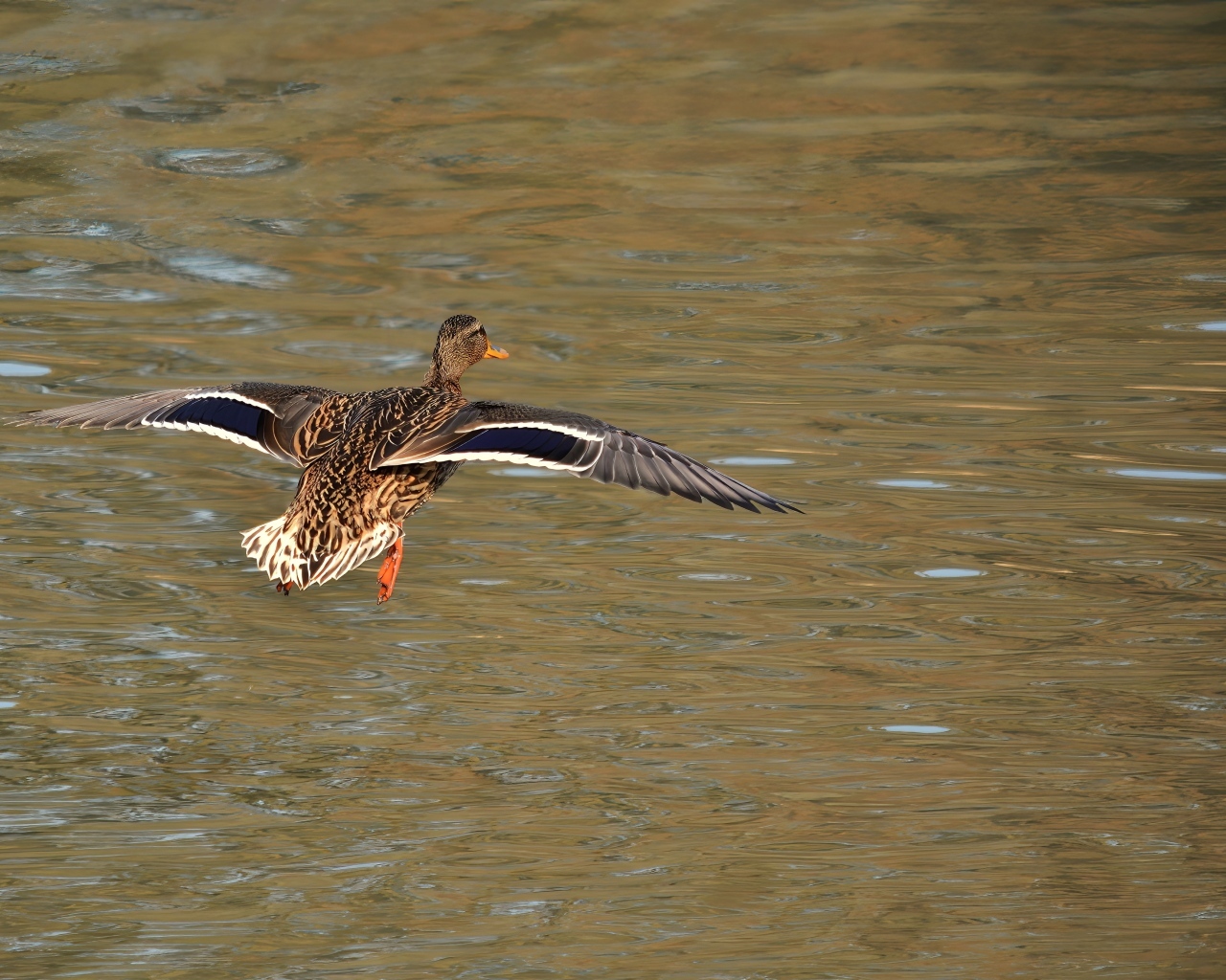 Дикая утка летит над водой