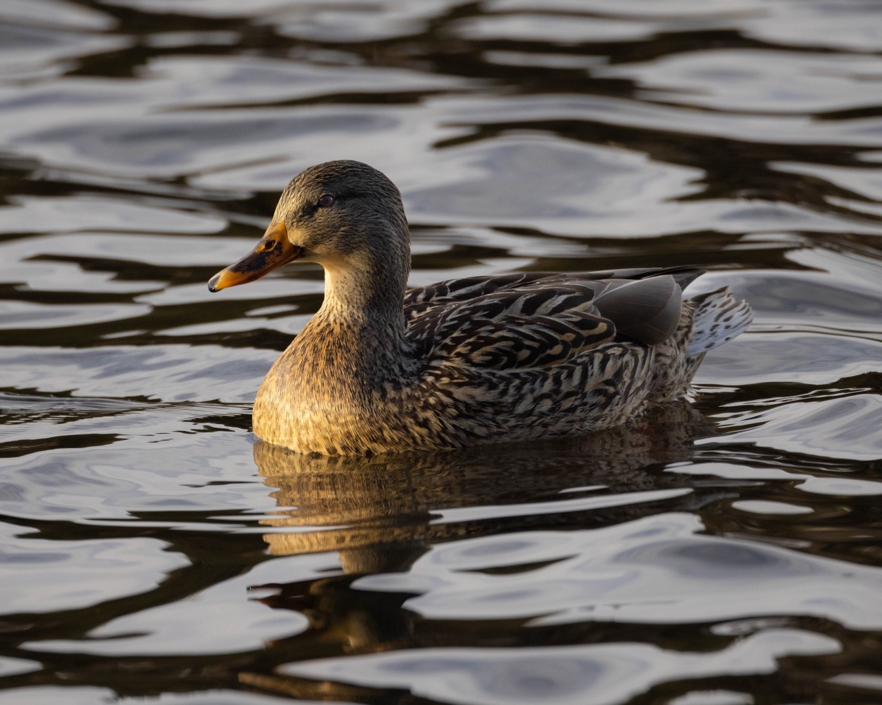 Дикая серая утка в воде