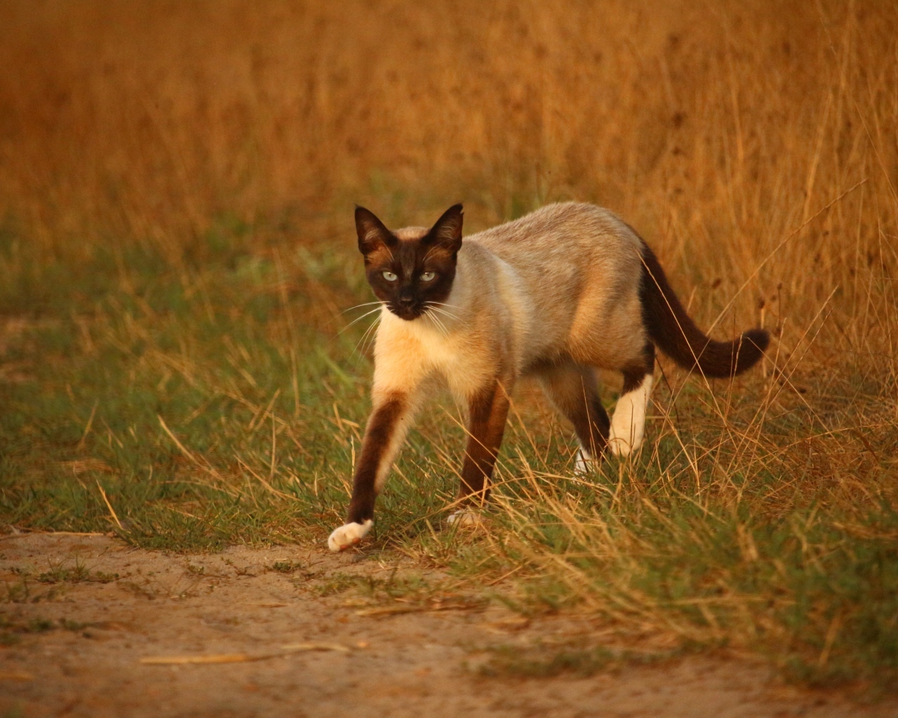 Большой сиамский кот идет по траве